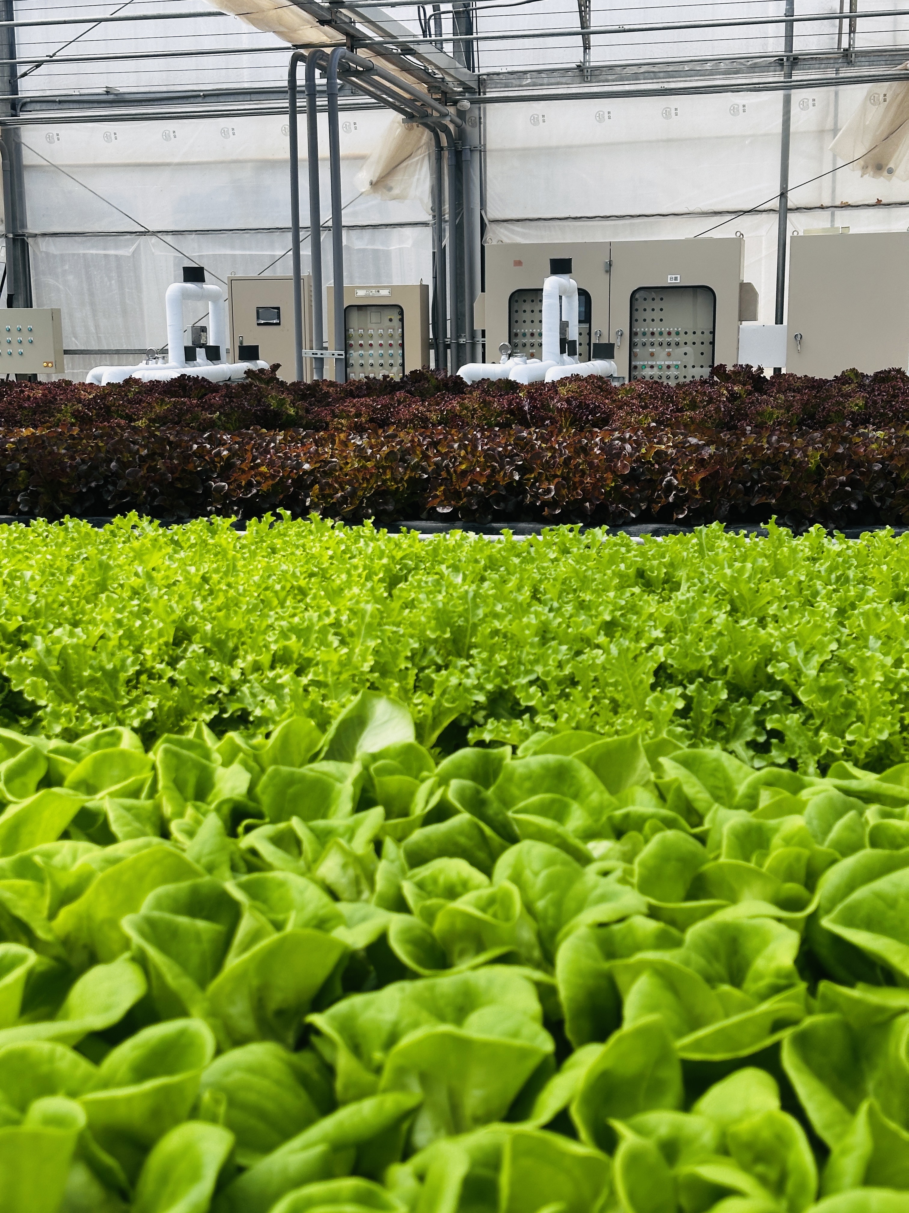 中壢示範廠水耕栽培現場 — 紅綠葉菜並排生長