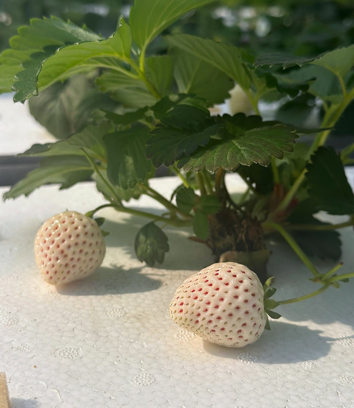 合作研發成果：全年穩定供應的白草莓果實特寫