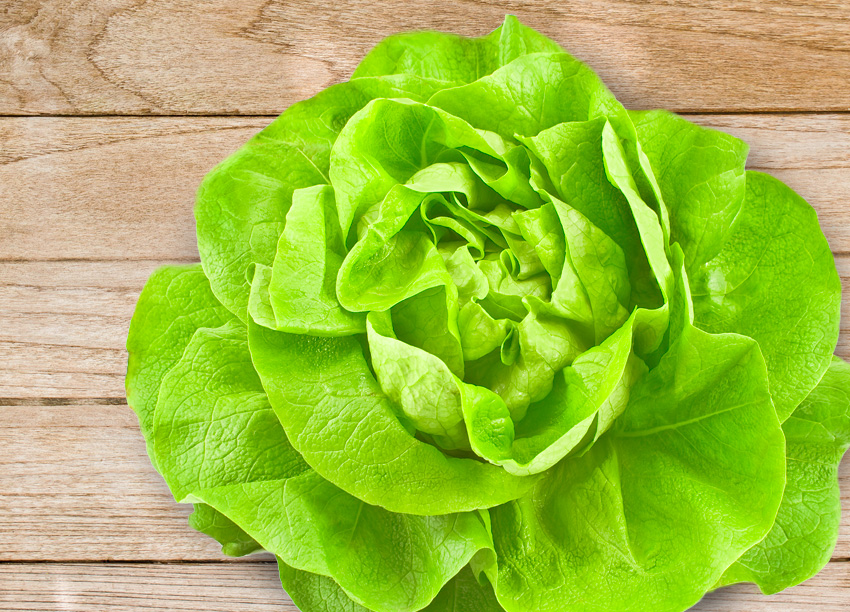 水野菜奶油波士頓萵苣