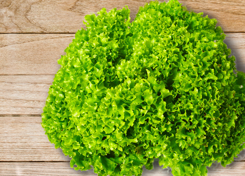 水野菜皺葉萵苣