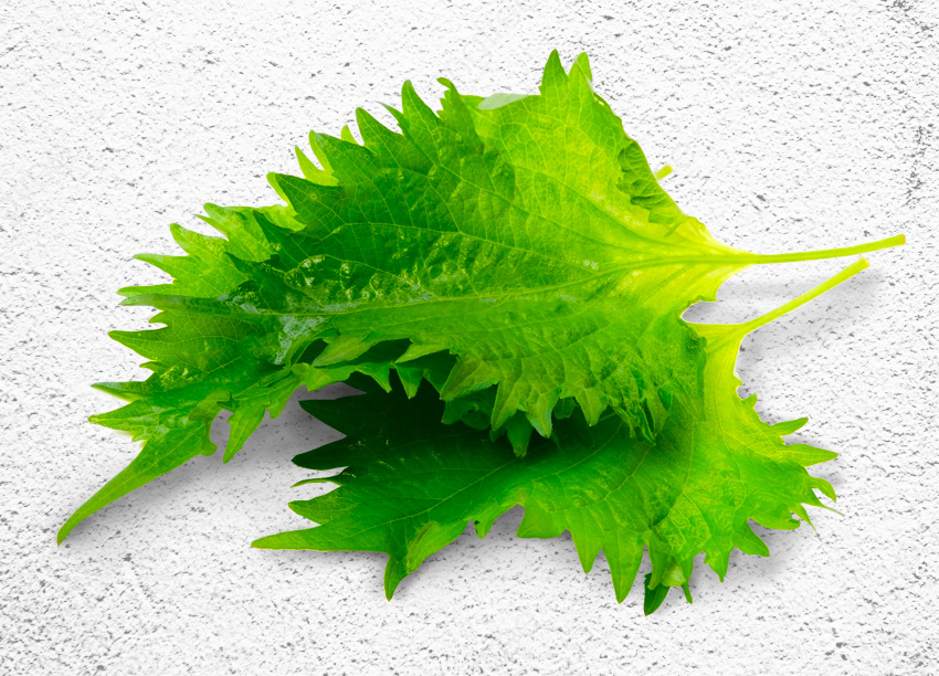 水野菜青紫蘇